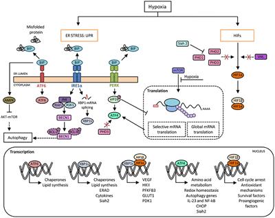 Crosstalk Between Hypoxia and ER Stress Response: A Key Regulator of Macrophage Polarization